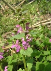 Einzelbild 3 Gefleckte Taubnessel - Lamium maculatum