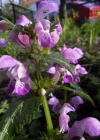 Einzelbild 4 Gefleckte Taubnessel - Lamium maculatum