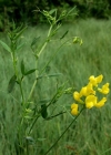 Einzelbild 1 Wiesen-Platterbse - Lathyrus pratensis