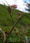 Einzelbild 1 Alpen-Liebstock - Ligusticum mutellina