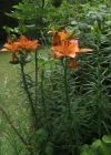 Einzelbild 2 Bulbillentragende Feuerlilie - Lilium bulbiferum subsp. bulbiferum