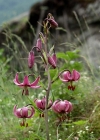 Einzelbild 3 Türkenbund - Lilium martagon