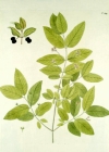 Einzelbild 2 Schwarze Heckenkirsche - Lonicera nigra