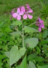 Einzelbild 2 Garten-Mondviole - Lunaria annua