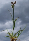 Einzelbild 2 Feld-Hainsimse - Luzula campestris