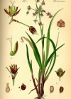 Einzelbild 3 Behaarte Hainsimse - Luzula pilosa