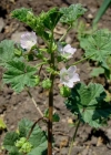 Einzelbild 2 Kleine Malve - Malva neglecta