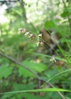 Einzelbild 3 Nickendes Perlgras - Melica nutans