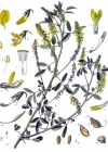 Einzelbild 2 Echter Honigklee - Melilotus officinalis
