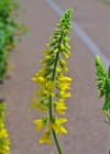 Einzelbild 1 Echter Honigklee - Melilotus officinalis