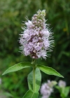Einzelbild 1 Ross-Minze - Mentha longifolia