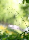 Einzelbild 2 Waldhirse - Milium effusum