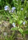 Einzelbild 2 Acker-Vergissmeinnicht - Myosotis arvensis