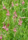 Einzelbild 3 Saat-Esparsette - Onobrychis viciifolia