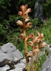 Einzelbild 1 Thymian-Würger - Orobanche alba