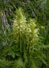 Einzelbild 1 Blattreiches Läusekraut - Pedicularis foliosa