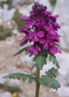 Einzelbild 1 Quirlblättriges Läusekraut - Pedicularis verticillata