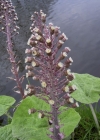 Einzelbild 1 Rote Pestwurz - Petasites hybridus