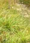 Einzelbild 3 Wiesen-Lieschgras - Phleum pratense aggr.