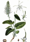 Einzelbild 2 Ährige Rapunzel - Phyteuma spicatum