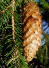 Einzelbild 2 Fichte - Picea abies