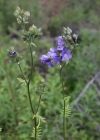 Einzelbild 1 Himmelsleiter - Polemonium caeruleum