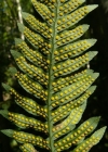 Einzelbild 3 Gemeiner Tüpfelfarn - Polypodium vulgare