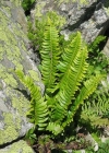 Einzelbild 2 Lanzenfarn - Polystichum lonchitis