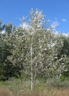 Einzelbild 2 Silber-Pappel - Populus alba