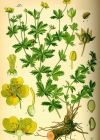 Einzelbild 2 Blutwurz - Potentilla erecta
