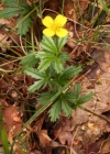 Einzelbild 3 Blutwurz - Potentilla erecta
