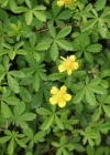 Einzelbild 1 Kriechendes Fingerkraut - Potentilla reptans