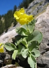 Einzelbild 1 Aurikel - Primula auricula
