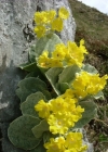 Einzelbild 2 Aurikel - Primula auricula