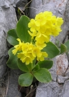 Einzelbild 3 Aurikel - Primula auricula