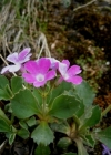 Einzelbild 2 Rote Felsen-Primel - Primula hirsuta