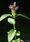 Einzelbild 1 Kleine Brunelle - Prunella vulgaris