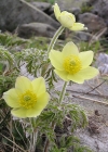Einzelbild 1 Schwefel-Anemone - Pulsatilla alpina subsp. apiifolia