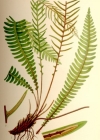 Einzelbild 3 Rippenfarn - Blechnum spicant