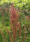 Einzelbild 4 Wiesen-Sauerampfer - Rumex acetosa