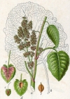 Einzelbild 2 Alpen-Ampfer - Rumex alpinus