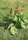 Einzelbild 3 Alpen-Ampfer - Rumex alpinus