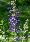 Einzelbild 1 Wiesen-Salbei - Salvia pratensis