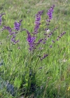 Einzelbild 4 Wiesen-Salbei - Salvia pratensis