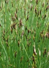 Einzelbild 3 Rostrote Kopfbinse - Schoenus ferrugineus