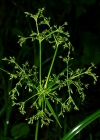 Einzelbild 3 Waldbinse - Scirpus sylvaticus