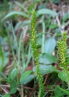 Einzelbild 2 Dorniger Moosfarn - Selaginella selaginoides