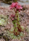 Einzelbild 3 Spinnweb-Hauswurz - Sempervivum arachnoideum