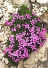 Einzelbild 1 Kalk-Polsternelke - Silene acaulis
