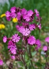 Einzelbild 3 Rote Waldnelke - Silene dioica